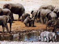 05 - Etosha NP